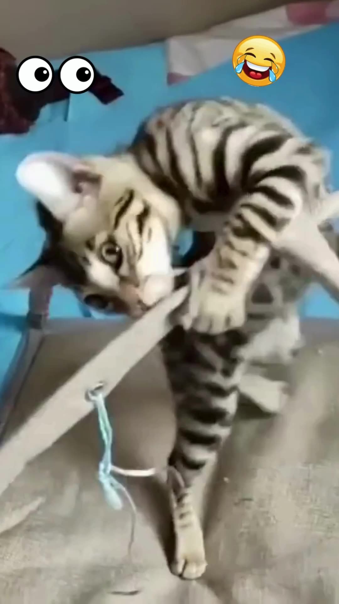 MELHOR COMPILAÇÃO DE GATOS ENGRAÇADOS 2023 😂| Os melhores vídeos engraçados e fofos de gatos!😸