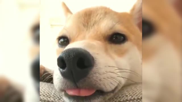Shiba Inu waiting for you to sleep with the face