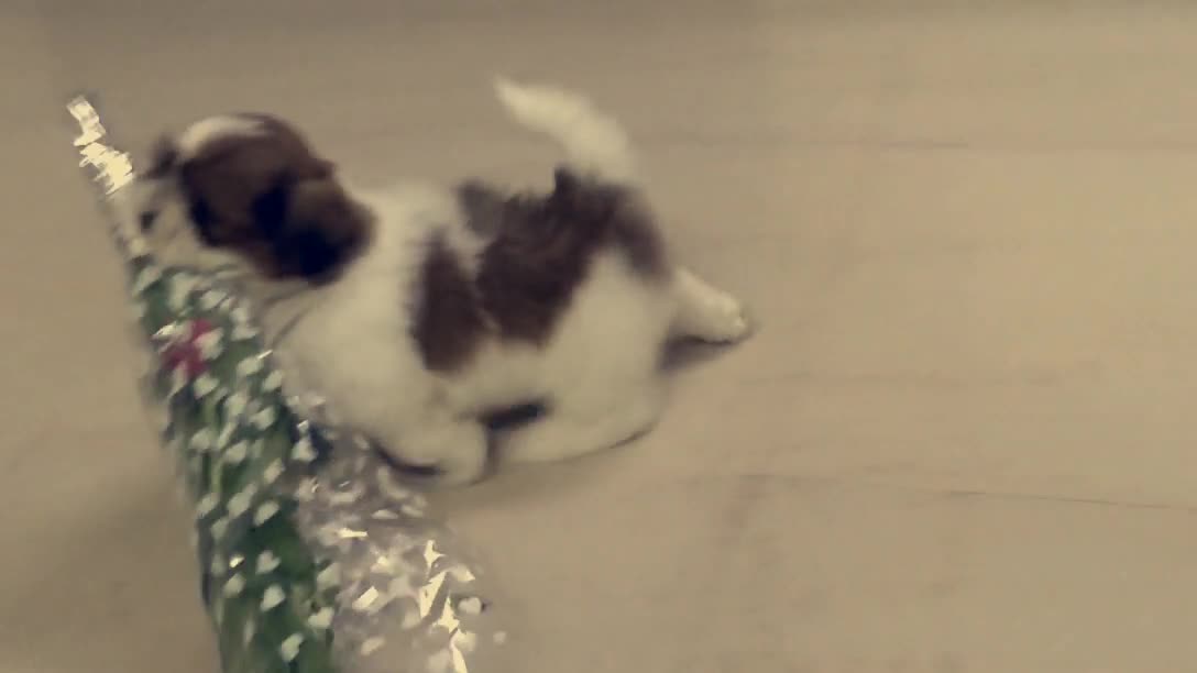 Small white and brown spotted dog walks across room with bouquet of flowers in mouth
