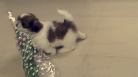 Small white and brown spotted dog walks across room with bouquet of flowers in mouth