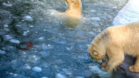 How much fun are these two polar bears having?