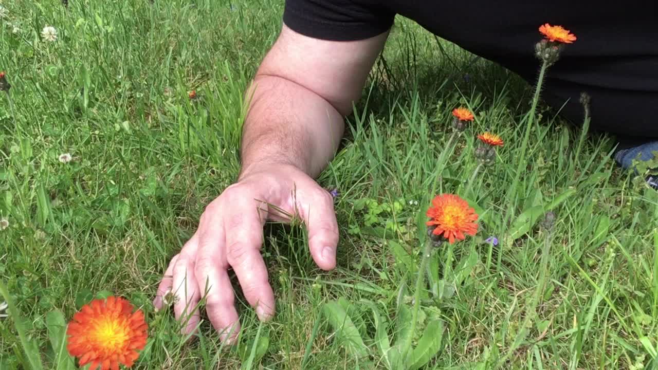 One of my favorites... Orange Hawkweed, the bringer of flies.