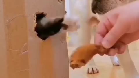 Cute animals funny videos trending