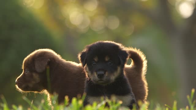 Dogs are part of your life. And you are his life.