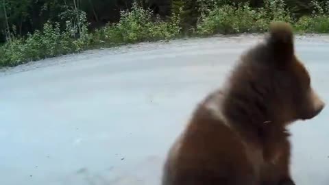 Feeding Wild Bears In Russia