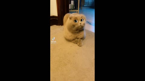 CAT funny eyes/ see so cutee/ just check and enjoy very much