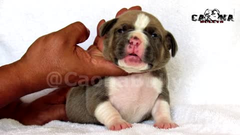 the cutest american bully puppies in the world