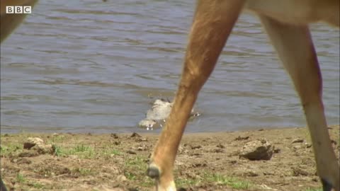 Hippo Fights Crocodiles Off Dead Companion | BBC Earth