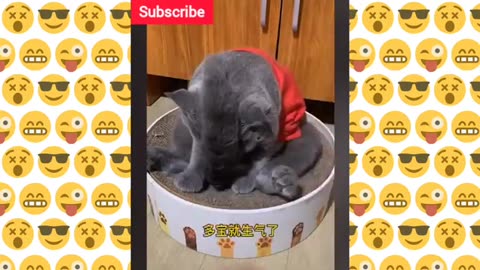 😂 Funny cats _ ⚠️Try not to laugh 😂 _ 🤣funny animals _ crazy cats 😸 _ laughing videos 😅