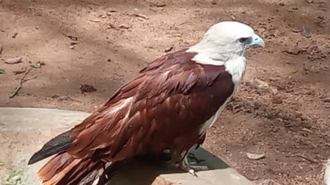 sri lanka eagle