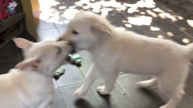 Towel fight