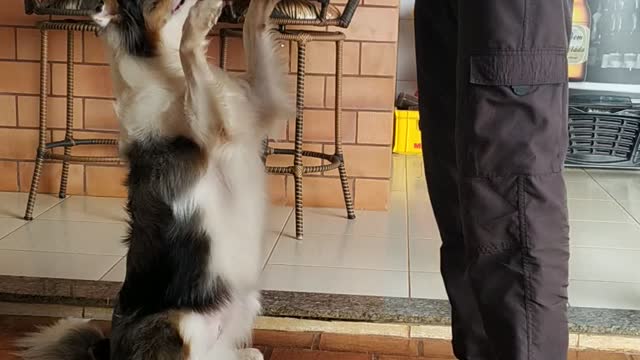 Dog trainer / adestramento de cão