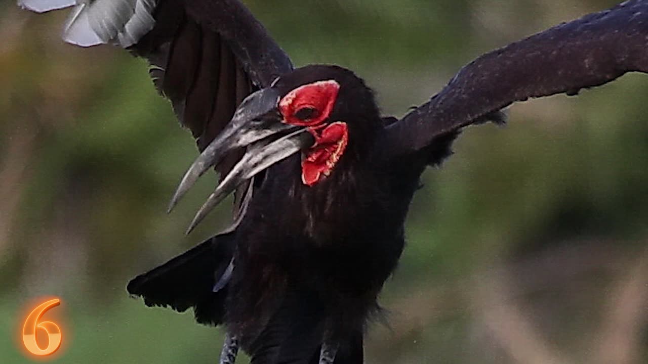 15 STRANGEST Birds In The World