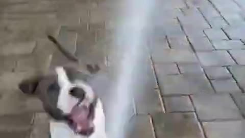 Cute and Funny Dog Videos Compilation