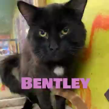 It's pebble landslide interest video