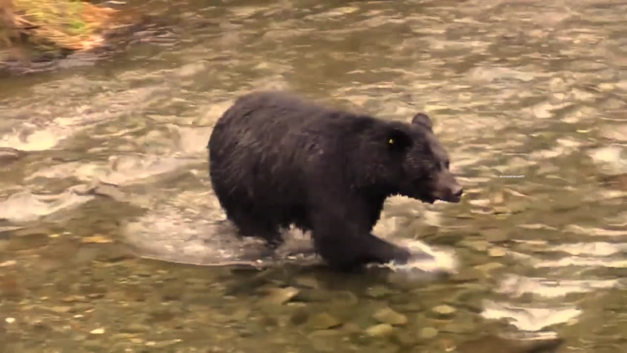 LAage adult brown bear walking and running free in the forest.