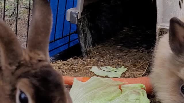 Rabbits Eating Lettuce, Their favorite Treats