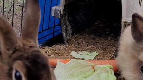 Rabbits Eating Lettuce, Their favorite Treats