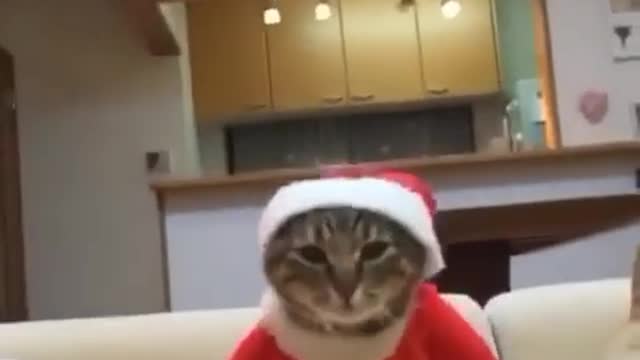 Cute Funny Cat