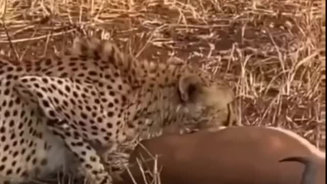 South africa forest leopard hunting Dear