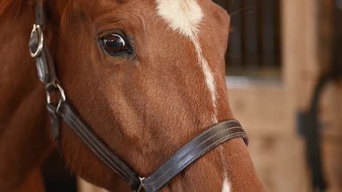 a-close-up-of-a-horse