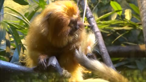 monkey fist