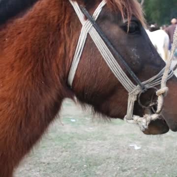 best horse funny moment