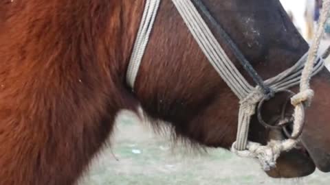 best horse funny moment