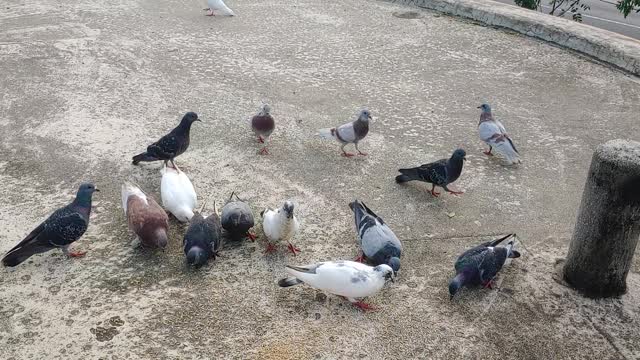 feed the pigeons , doves