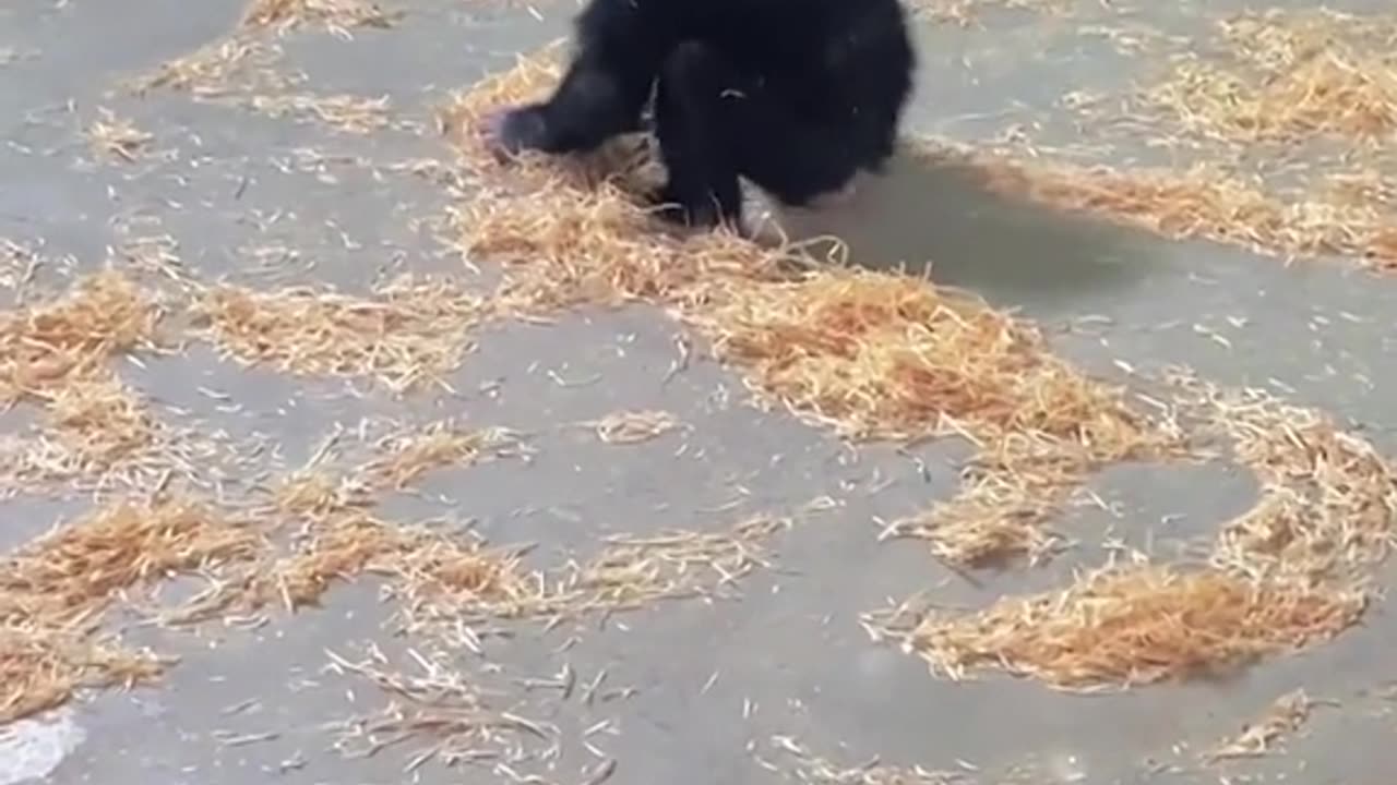 Little monkey starts cleaning