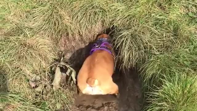 Brown french bulldog digs water hole in grass lawn