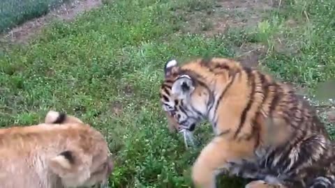 Baby lion & tiger playing#