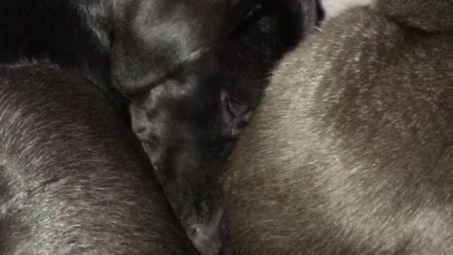 Black cat is licking a dogs head