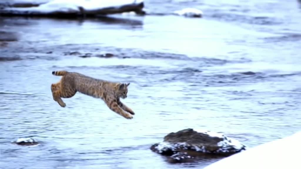 A bobcat (Lynx rufus) jumps over a river with a single leap 🔥