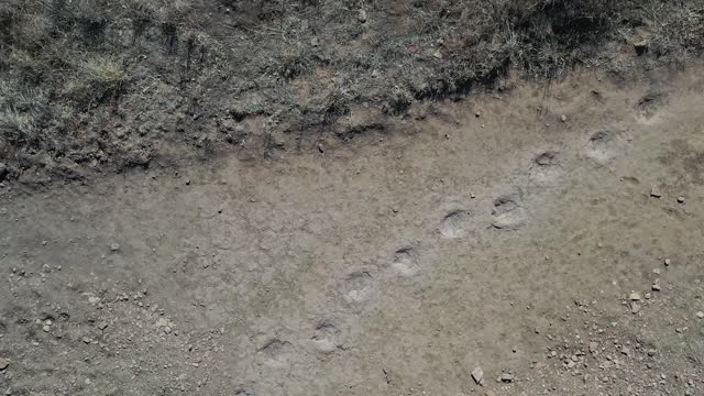 Black Mesa Dinosaur Footprints