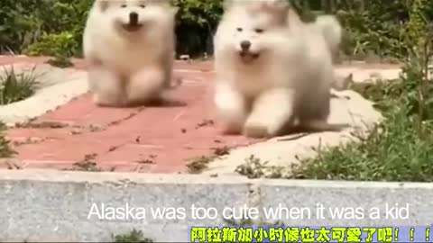 when alaska was a kid（3）