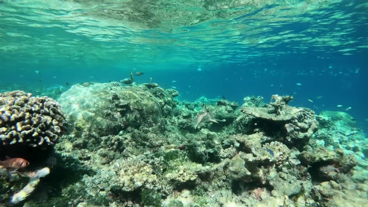 Baby blacktip reef shark (Carcharhinus melanopterus