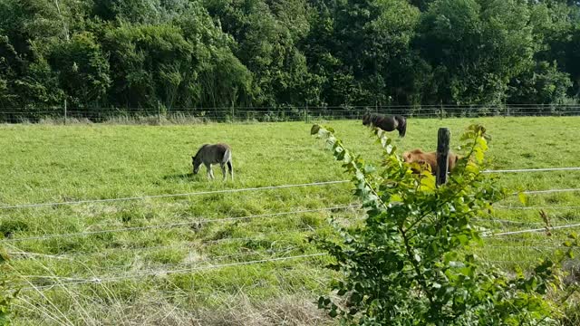 Mini Dutch Horses