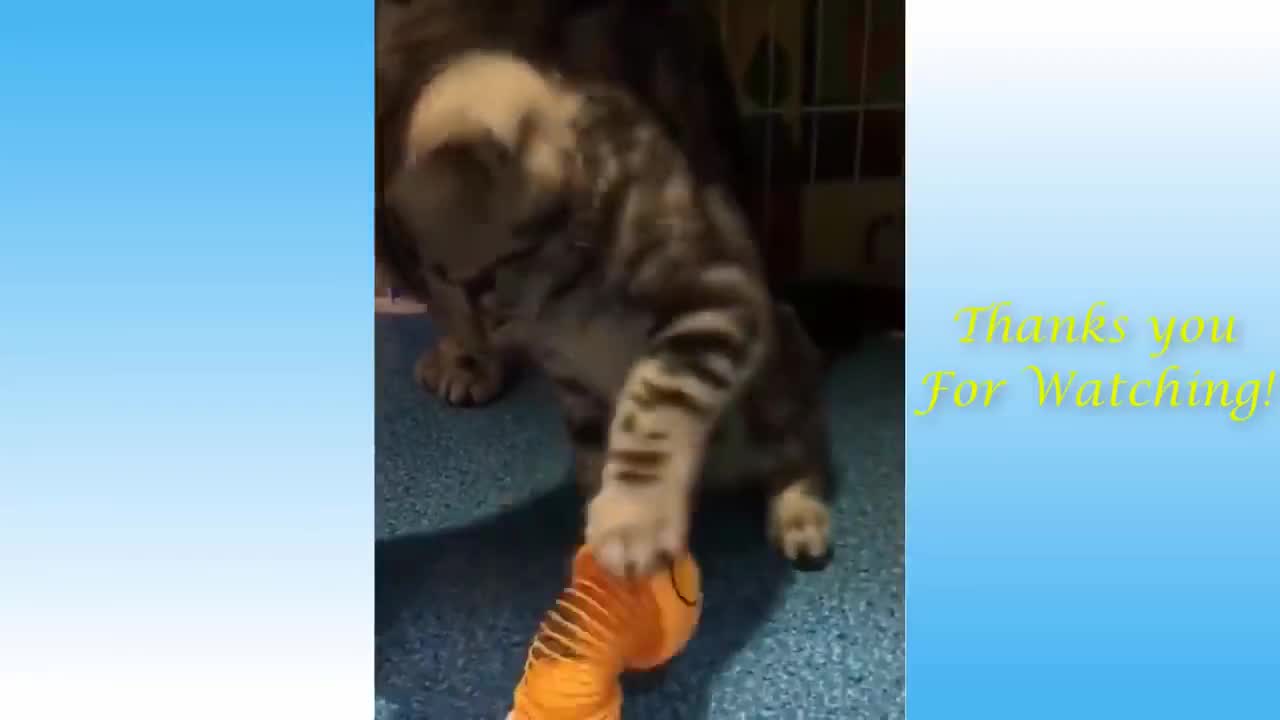 Funny Cats