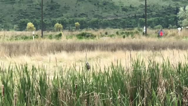 Blue Heron Takes Off