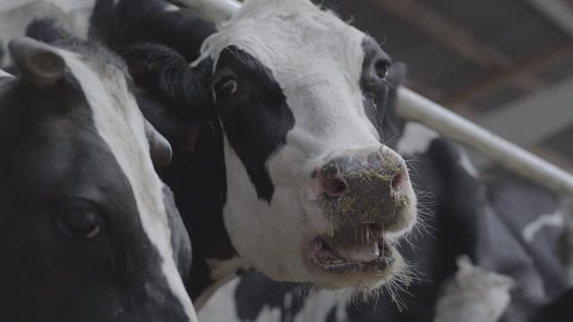 Cow in a stable chewing its food