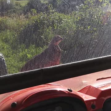 Penny the Ruffed Grouse