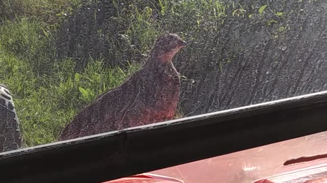 Penny the Ruffed Grouse