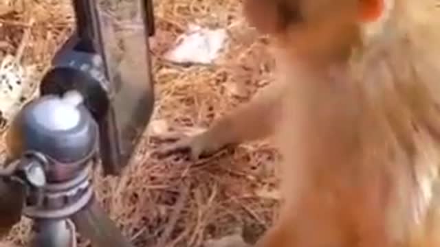 Funny monkey 🐒 take a silfe