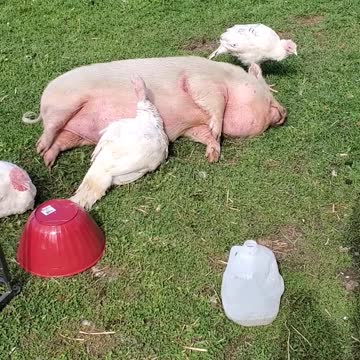 Unlikely best friends: Turkey snuggles up to sleeping piggy