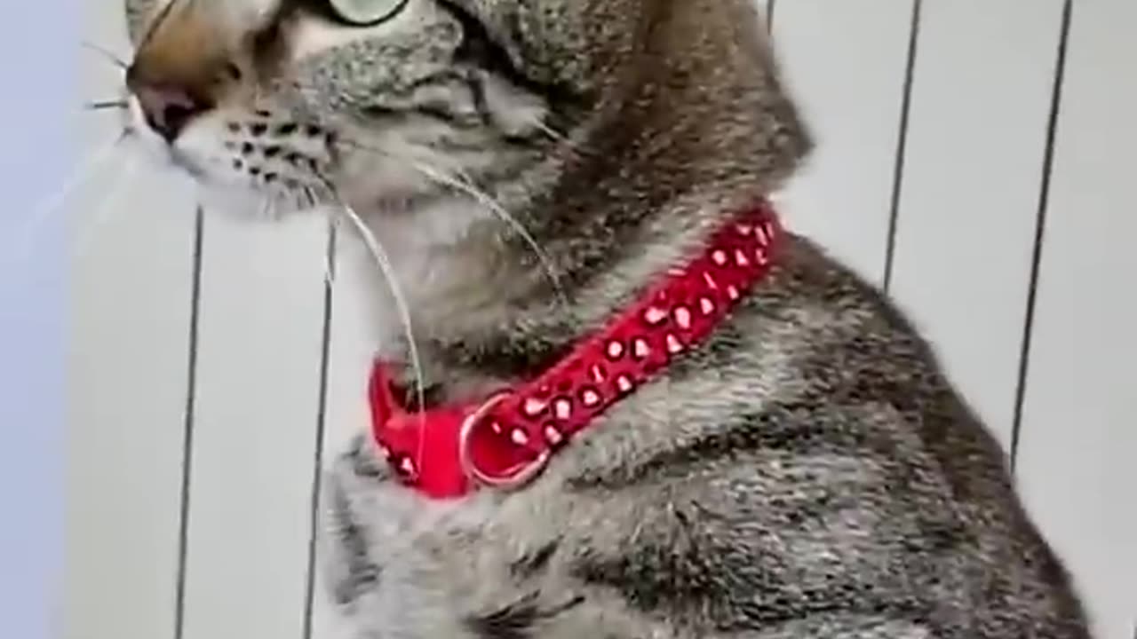 dog & Cat fun
