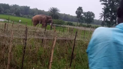 Elephant Funny Moments