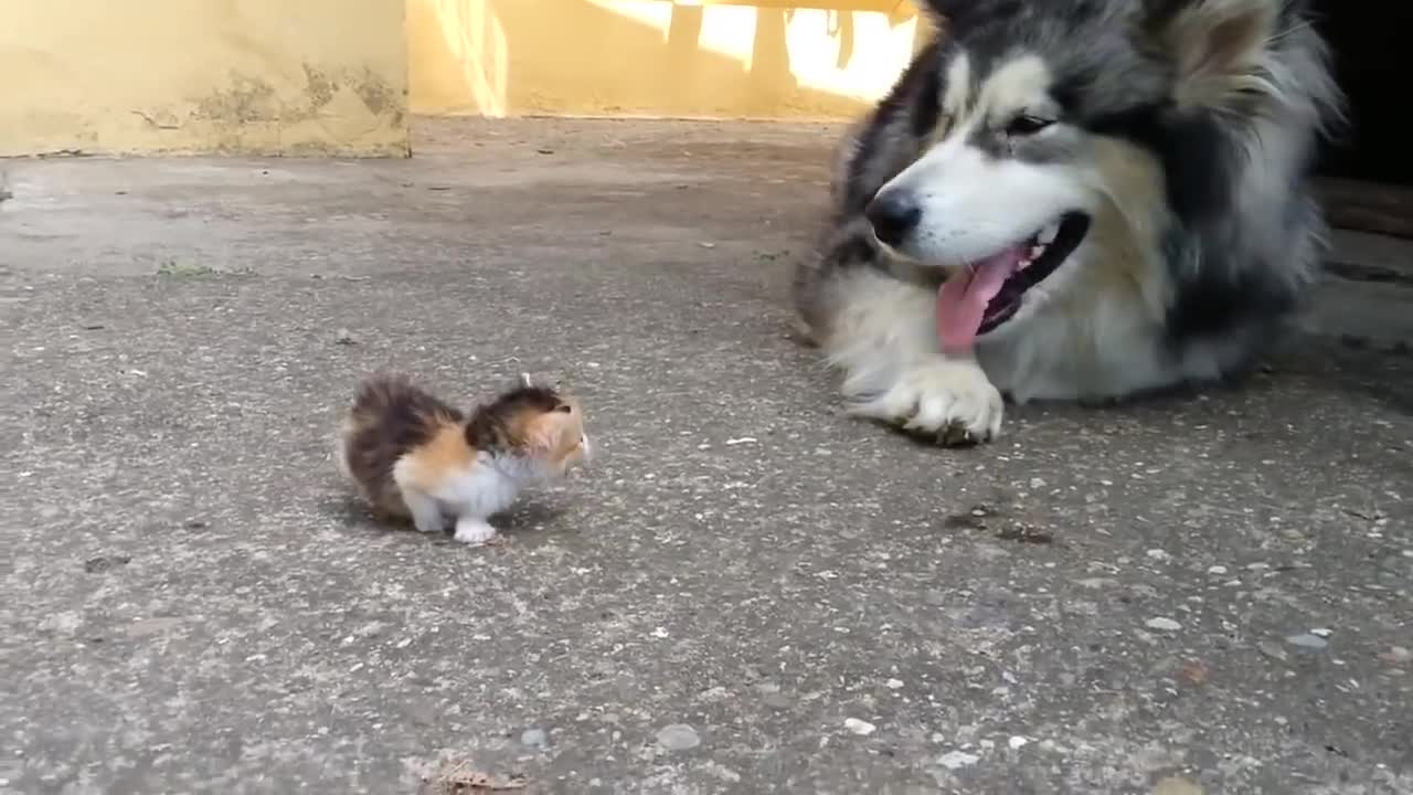 Dog and cute kitty playing together