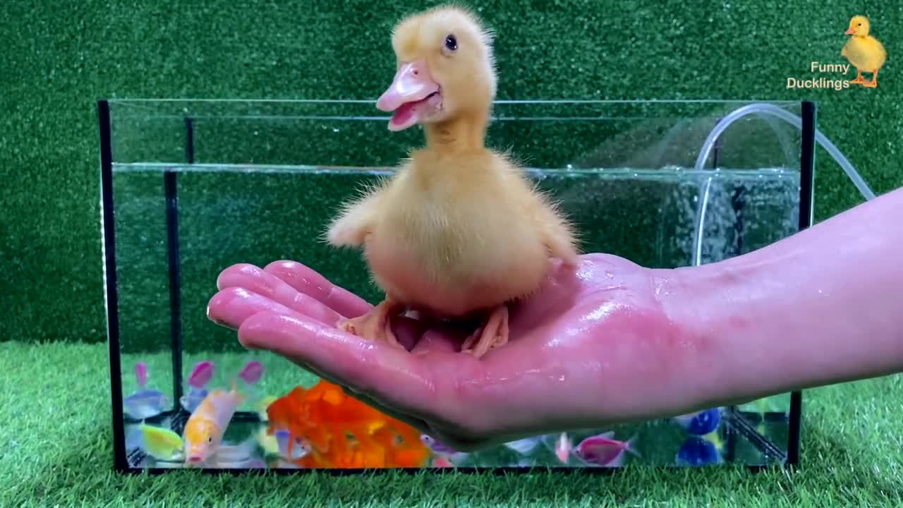 Baby Duck Duckling, Goldfish, Koi Carp Fish - cute baby animals videos