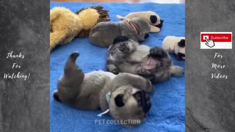 Cute And Funny Pet Videos Compilation